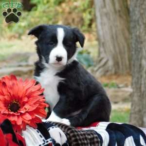 Cody, Border Collie Puppy